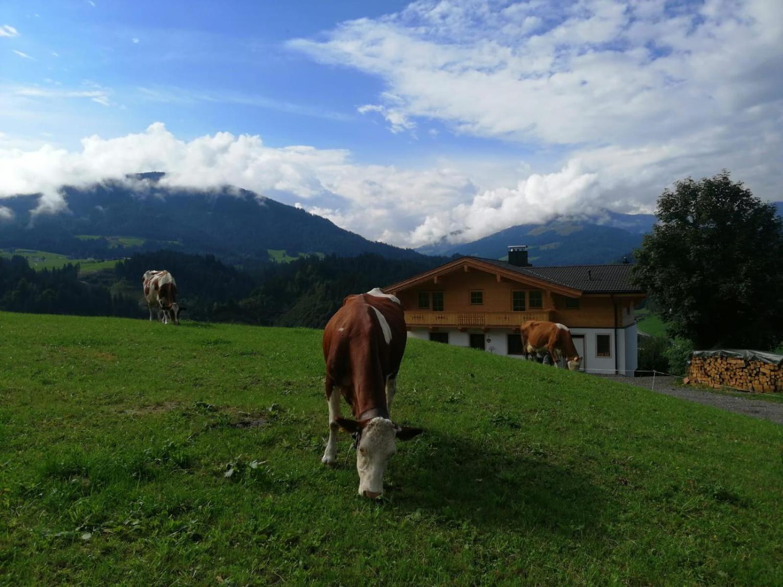 Apartment-chalet Moedlinghof